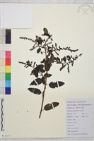 多花勾兒茶, 多花黃鱔藤藏品圖，第1張