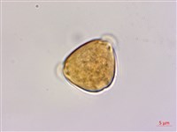 多花勾兒茶, 多花黃鱔藤藏品圖，第1張