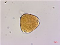 多花勾兒茶, 多花黃鱔藤藏品圖，第2張