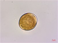 多花勾兒茶, 多花黃鱔藤藏品圖，第3張