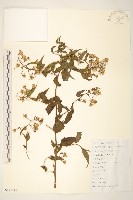 蔓黃菀藏品圖，第1張