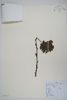 獼猴桃、奇異果藏品圖，第1張