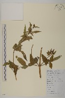 羽葉鬼針草藏品圖，第1張