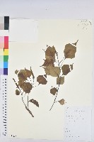 烏臼藏品圖，第1張