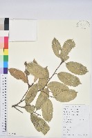 苦櫧栲藏品圖，第1張