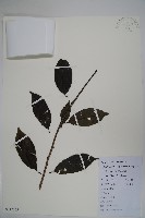 鐵冬青藏品圖，第1張