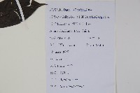 鐵冬青藏品圖，第2張