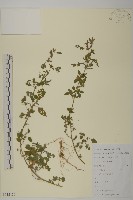 灰綠藜藏品圖，第1張