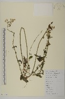 山白蘭藏品圖，第1張