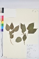 假扎包葉藏品圖，第1張