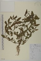 鱧腸藏品圖，第1張