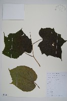 八角楓藏品圖，第1張