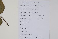 八角楓藏品圖，第2張