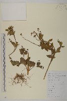 羽葉鬼針草藏品圖，第1張