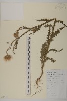 飛廉藏品圖，第1張