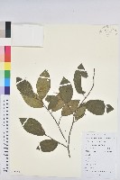 白木烏臼藏品圖，第1張