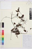 小蓑衣藤藏品圖，第1張