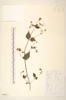 毛梗豨薟藏品圖，第1張