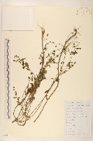 雞兒腸藏品圖，第1張