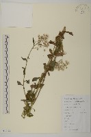 山白蘭藏品圖，第1張