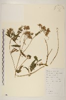 佩蘭藏品圖，第1張