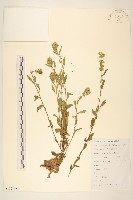 一枝黃花藏品圖，第1張