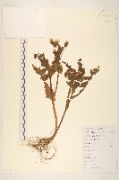 苦滇菜、苦菜藏品圖，第1張