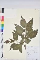 假扎包葉藏品圖，第1張