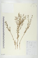 獨行菜藏品圖，第1張