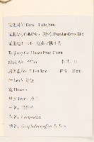 鼠麴草藏品圖，第2張