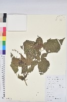 假扎包葉藏品圖，第1張