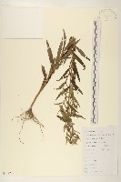 旋覆花藏品圖，第1張