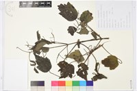 女萎藏品圖，第1張