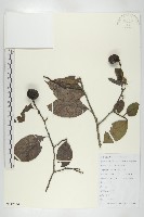 油柿藏品圖，第1張