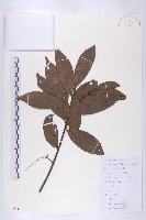 杜英藏品圖，第1張