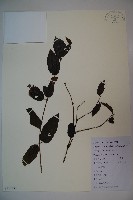 忍冬、金銀花藏品圖，第1張