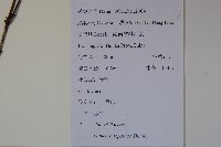 忍冬、金銀花藏品圖，第2張