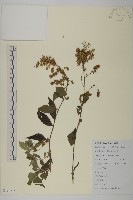 珍珠蒿、奇蒿藏品圖，第1張