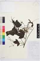 粗齒鐵線蓮藏品圖，第1張