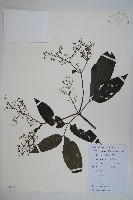 冇骨消藏品圖，第1張