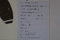 冇骨消藏品圖，第2張