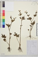 辣子草、揚子毛茛藏品圖，第1張