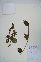 軟棗獼猴桃藏品圖，第1張