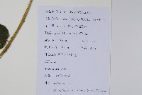 軟棗獼猴桃藏品圖，第2張