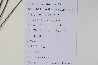 南酸棗藏品圖，第2張