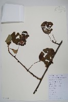 獼猴桃、奇異果藏品圖，第1張