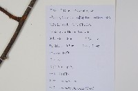 獼猴桃、奇異果藏品圖，第2張