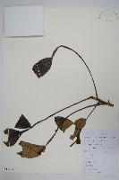 鹽膚木藏品圖，第1張