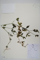 爵床、六角英藏品圖，第1張