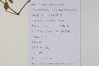 爵床、六角英藏品圖，第2張